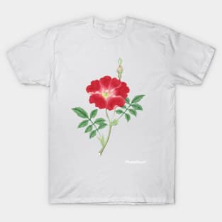 Red rose, painting flower, March to April (ca. 1870–1880) painting T-Shirt